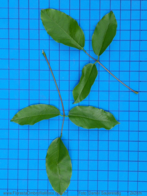 Erythrina falcata Benth.
