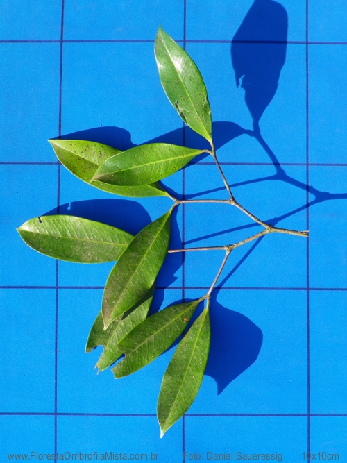 Calyptranthes grandifolia  O. Berg