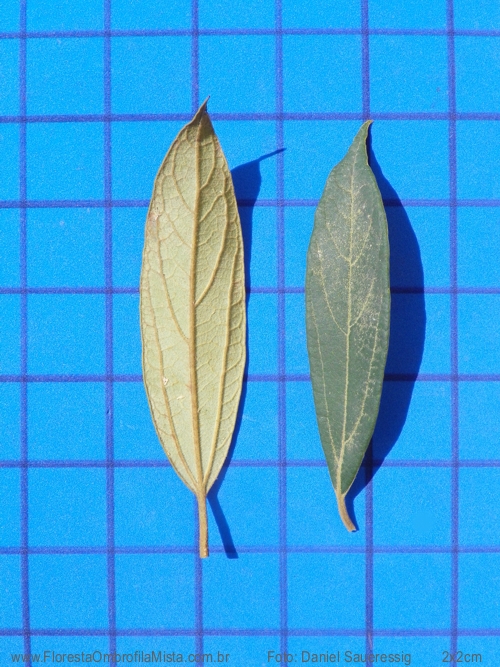 Cinnamomum sellowianum  (Nees & C. Martius ex Nees) Kosterm.
