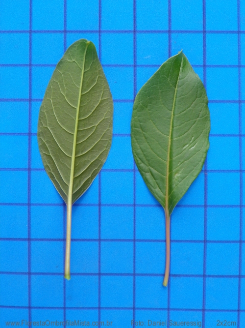 Phytolacca dioica  L.