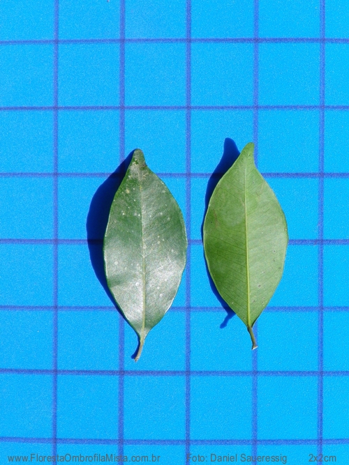 Myrcia multiflora (Lam.) DC.