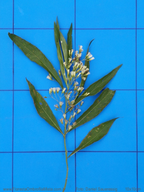 Vernonanthura puberula (Less.) H.Rob.