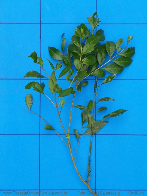Myrciaria floribunda (West ex Willd.) O. Berg