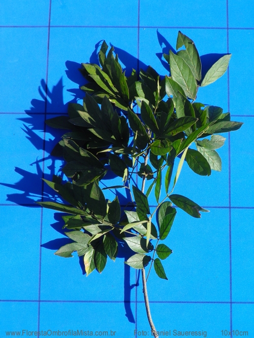 Lonchocarpus campestris Mart. ex Benth.