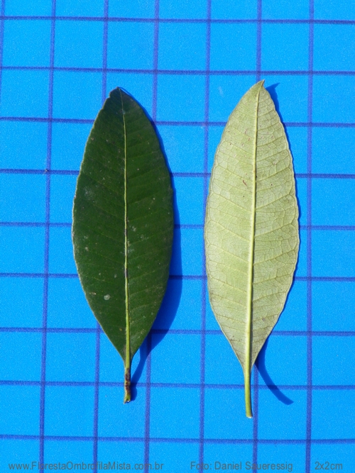 	Pimenta pseudocaryophyllus (Gomes) Landrum