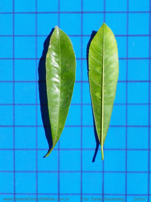 Chrysophyllum gonocarpum (Mart. & Eichler) Engl.