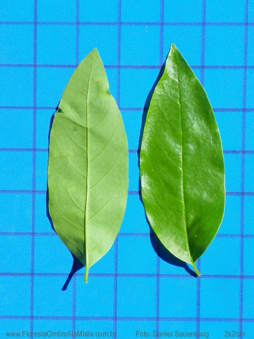 Annona neosalicifolia H.Rainer