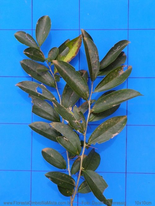 Dasyphyllum spinescens (Less.) Cabrera