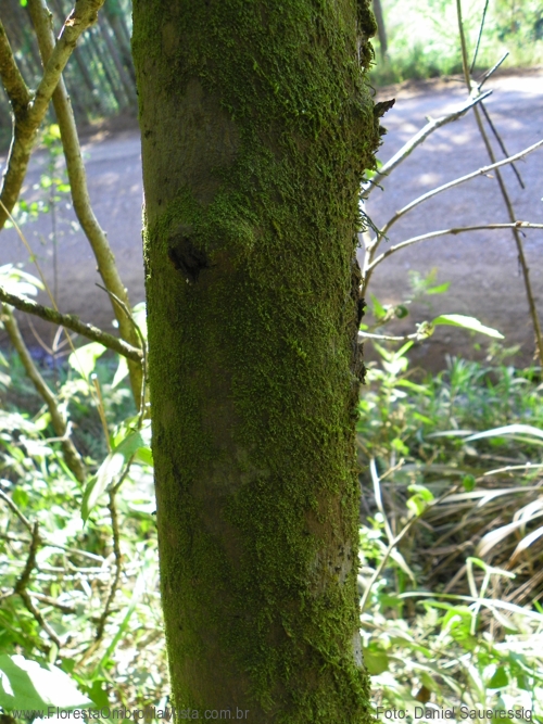 Rhamnus sphaerosperma var. pubescens (Reissek) M.C.Johnst.