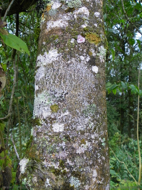 Prunus brasiliensis (Cham. & Schltdl.) D.Dietr.