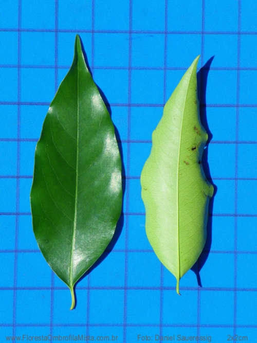 Prunus brasiliensis (Cham. & Schltdl.) D.Dietr.