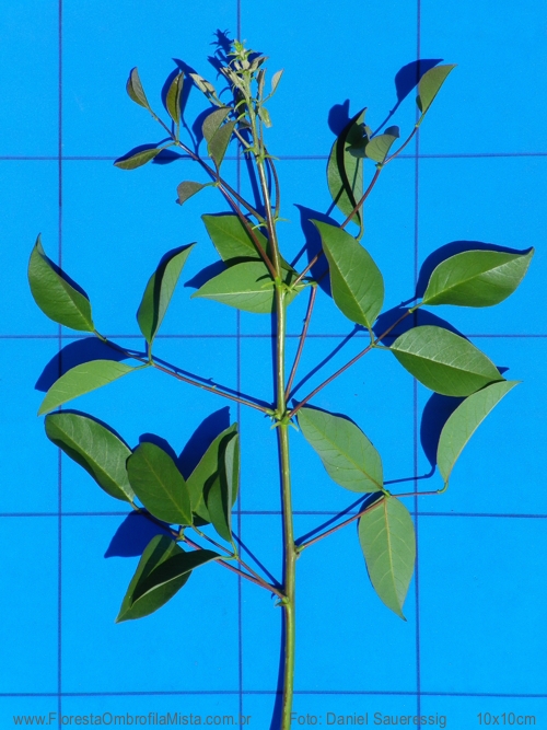 Erythrina cristagalli L.