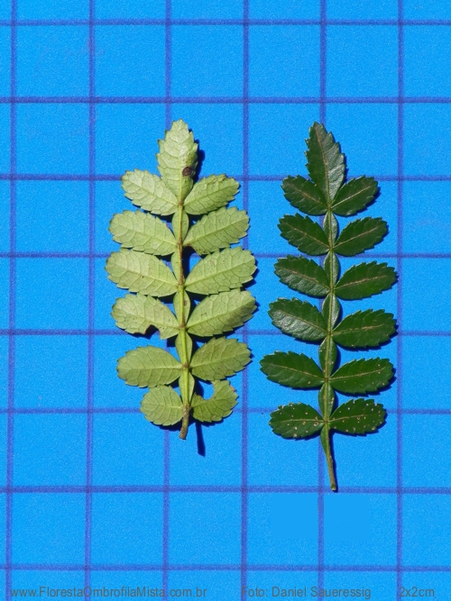 Weinmannia paulliniifolia  Pohl ex Ser.