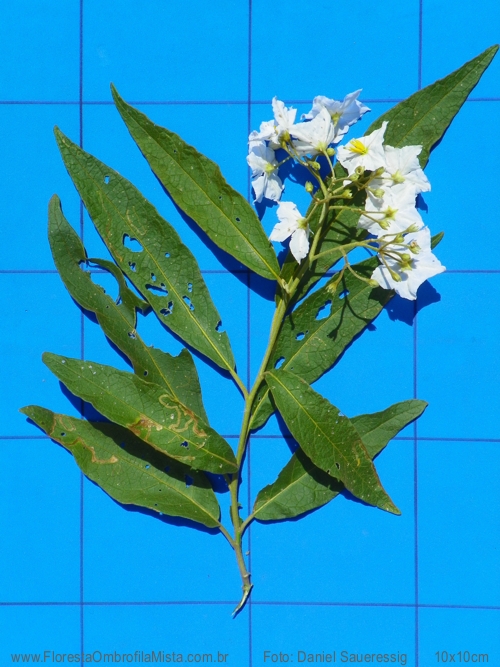 Solanum variabile Mart. 