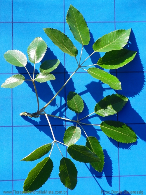 Handroanthus albus (Cham.) Mattos