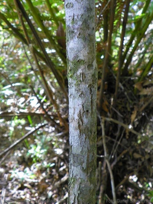 Vernonanthura montevidensis (Spreng.) H.Rob.