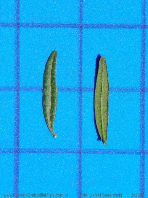 Vernonanthura montevidensis (Spreng.) H.Rob.