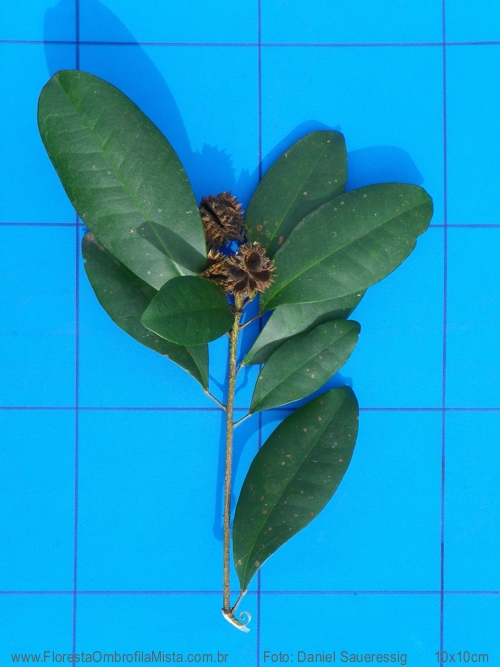 Esenbeckia grandiflora Mart.