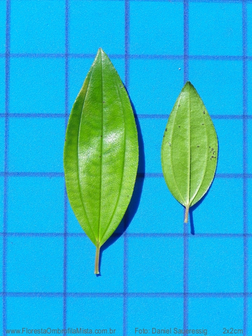 Tibouchina sellowiana (Cham.) Cogn.