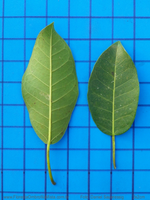 Ficus luschnathiana (Miq.) Miq.
