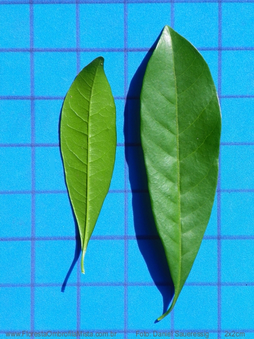 Pouteria beaurepairei (Glaz. & Raunk.) Baehni