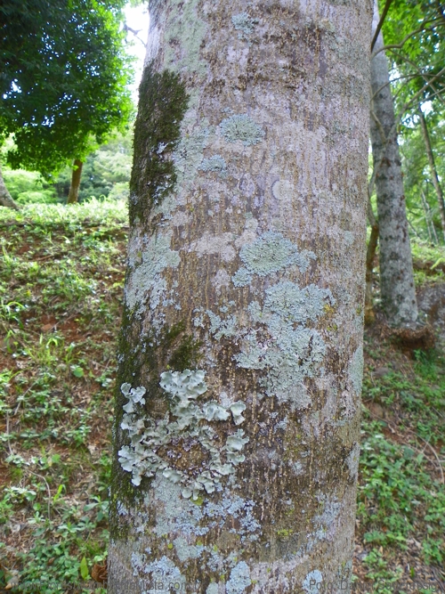 Balfourodendron riedelianum (Engl.) Engl. 