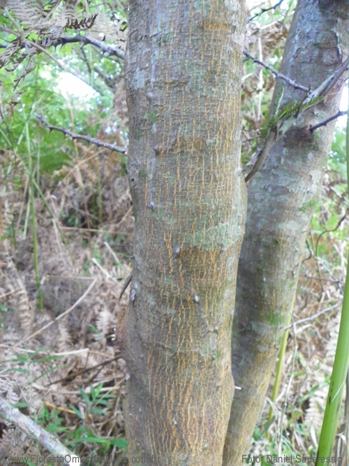 Mimosa bimucronata (DC.) Kuntze