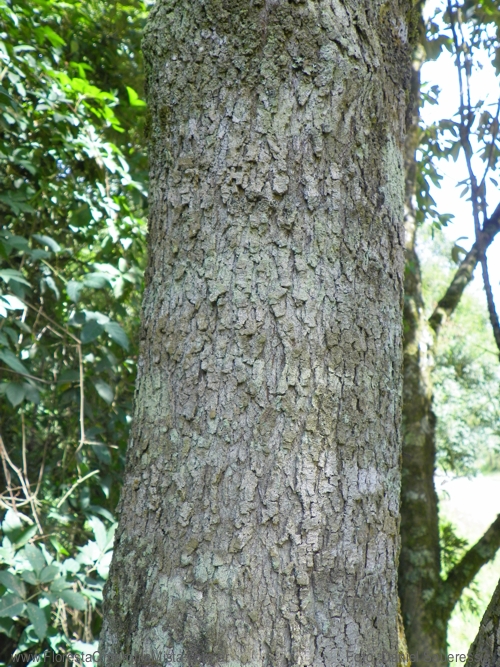 Dalbergia brasiliensis Vogel