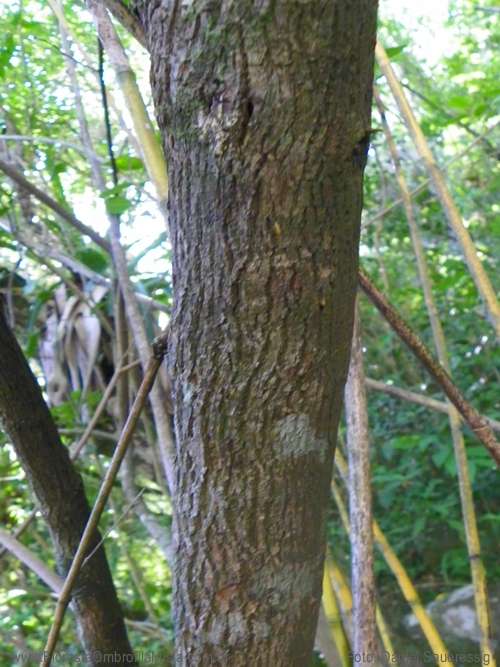 Cordiera concolor (Cham.) Kuntze