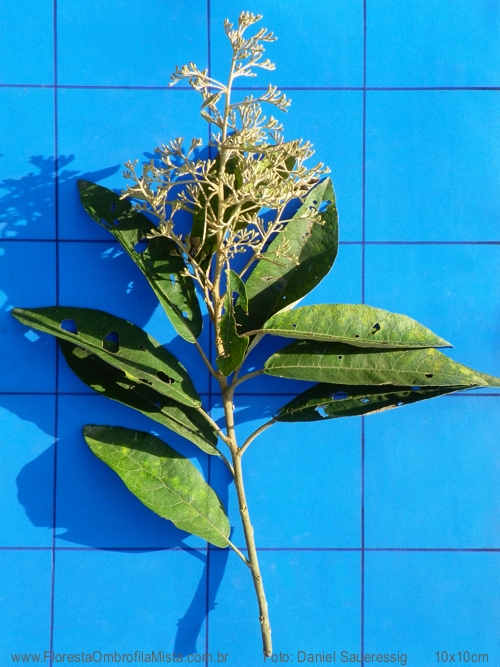 Vernonanthura discolor (Spreng.) H.Rob.