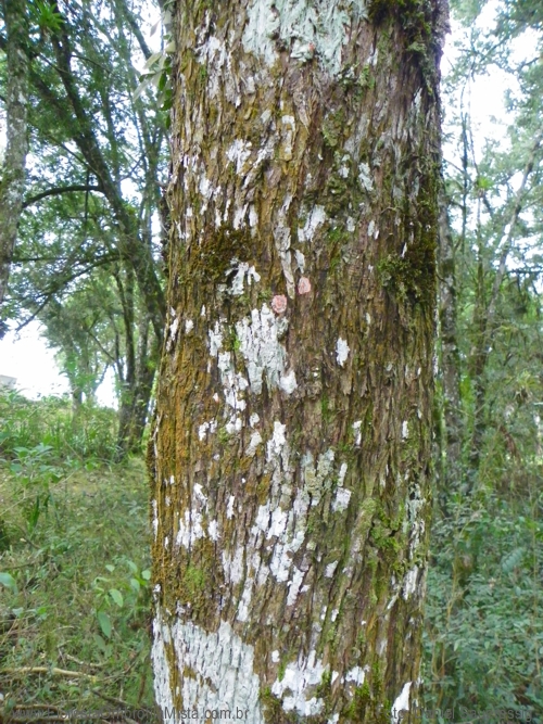 Podocarpus lambertii Klotzsch ex Endl. 