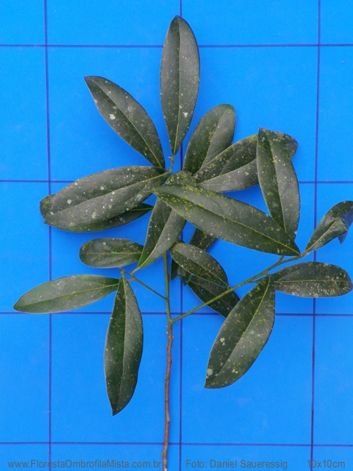 Cinnamomum amoenum (Nees & Mart.) Kosterm.