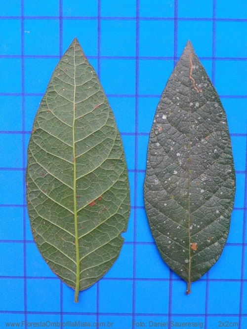 Campomanesia guazumifolia (Cambess.) O.Berg.