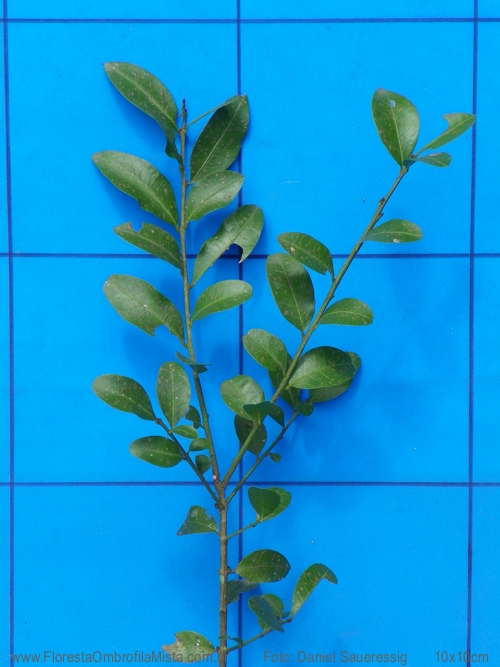 Scutia buxifolia Reissek